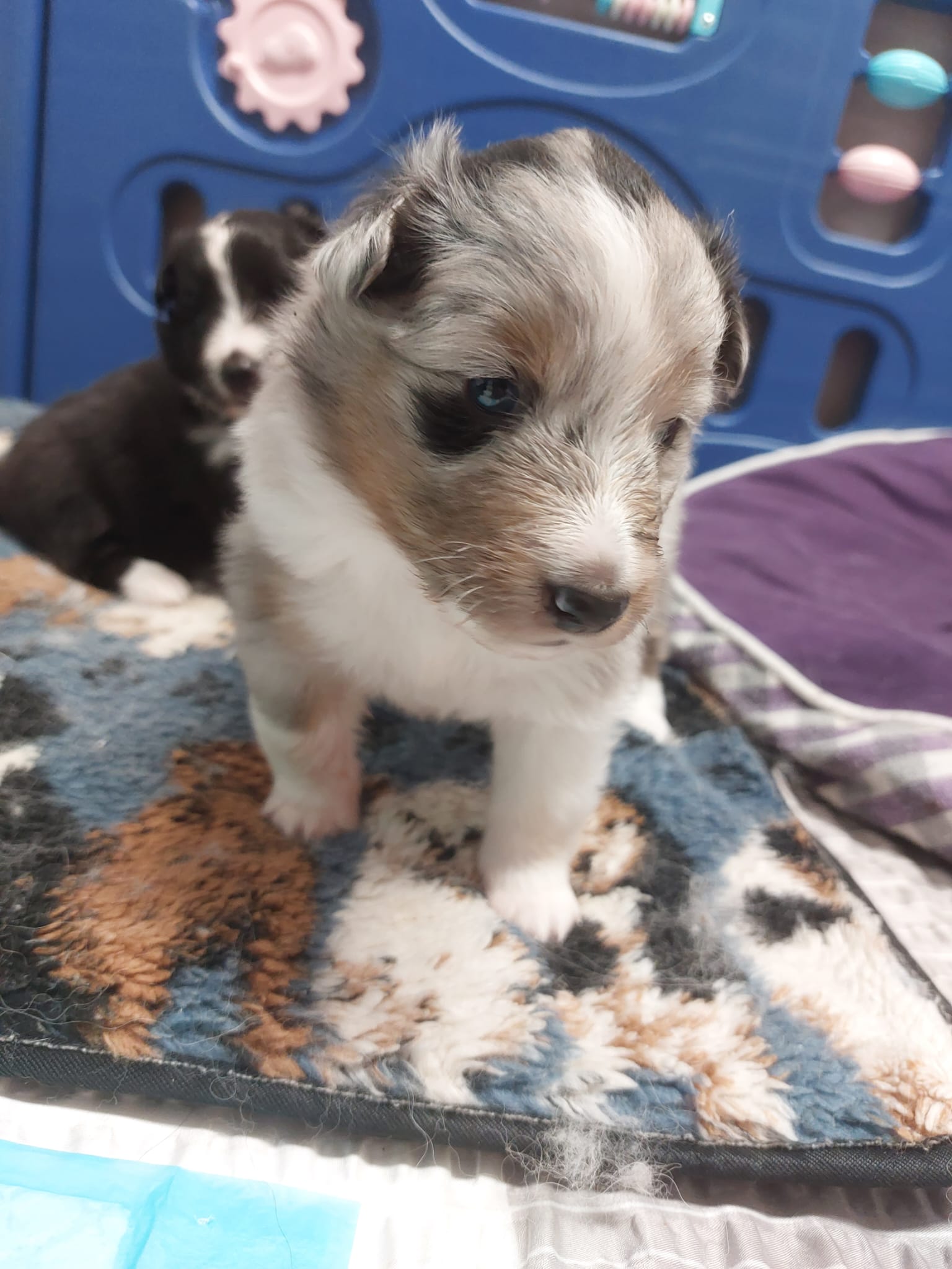 Sheltie puppie