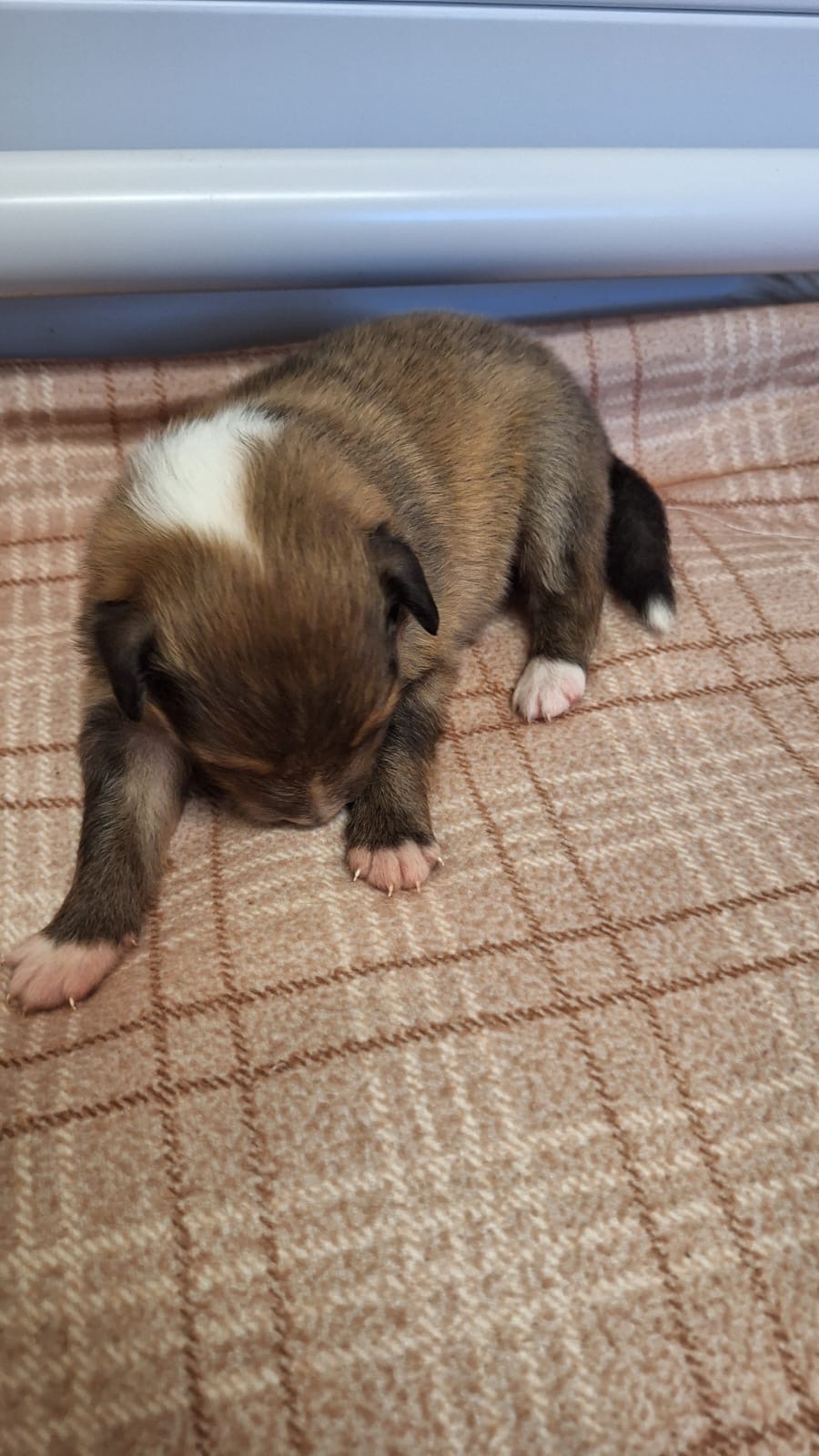 Sheltie puppie