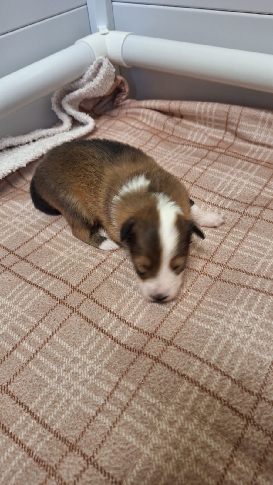 Sheltie puppie